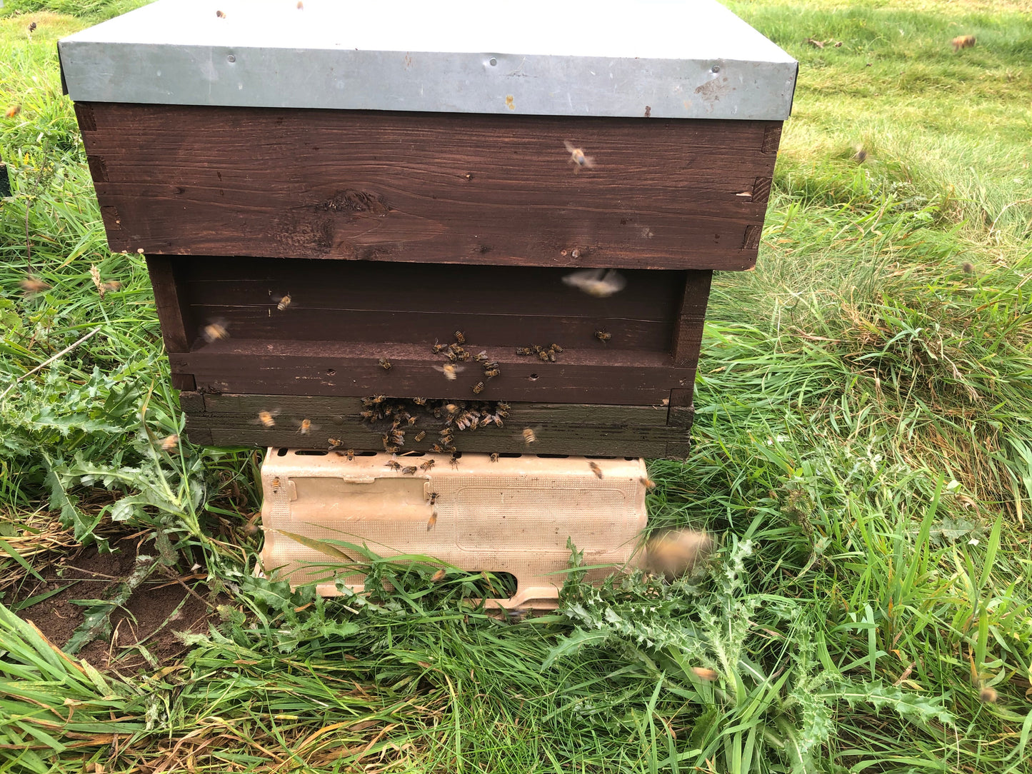 National Hive Of Bees (£100 - Deposit required)